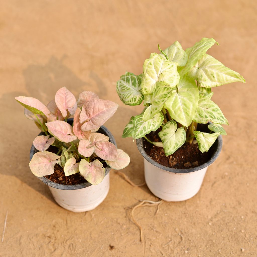 Set Of 2 - Syngonium (Pink & White) in 4 Inch White Nursery Pot