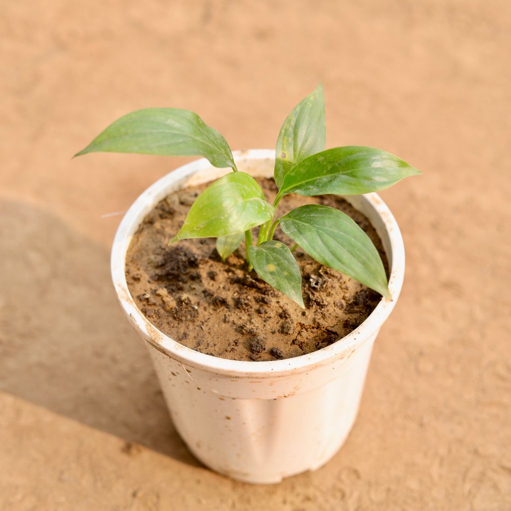 Peace Lily Imported in 6 Inch White Nursery Pot