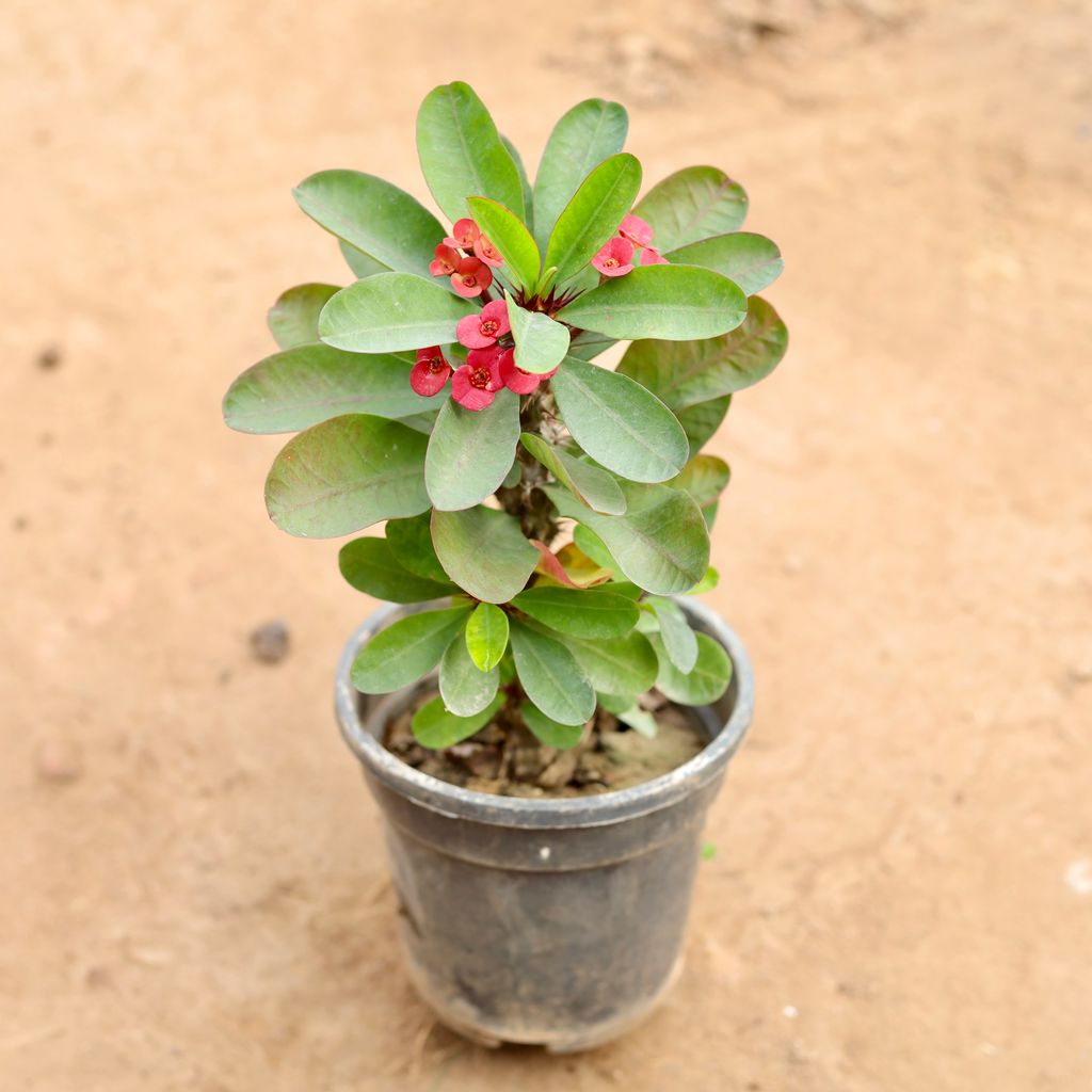 Euphorbia Mili in 6 Inch Nursery Pot