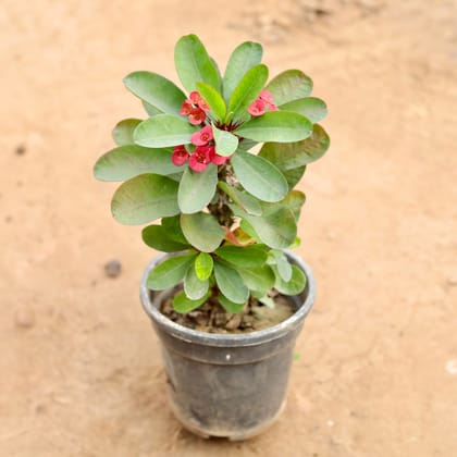 Buy Euphorbia Mili in 6 Inch Nursery Pot Online | Urvann.com