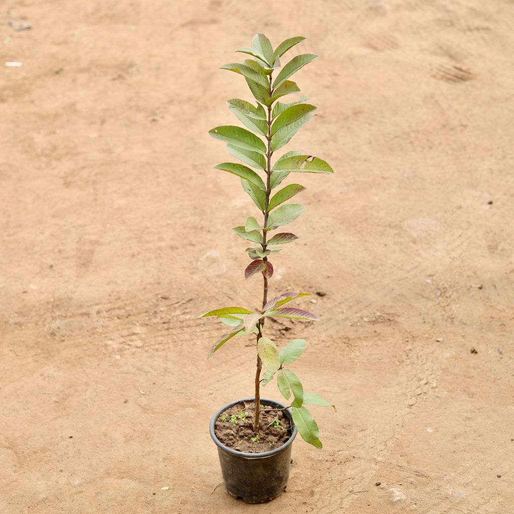 Amrood / Guava  in 6 Inch Nursery Pot