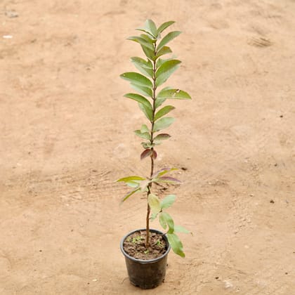 Buy Amrood / Guava  in 6 Inch Nursery Pot Online | Urvann.com