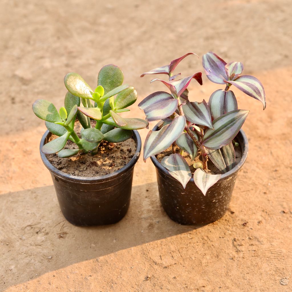 Set Of 2 - Crasulla & Wandering Jew in 4 Inch Nursery Pot