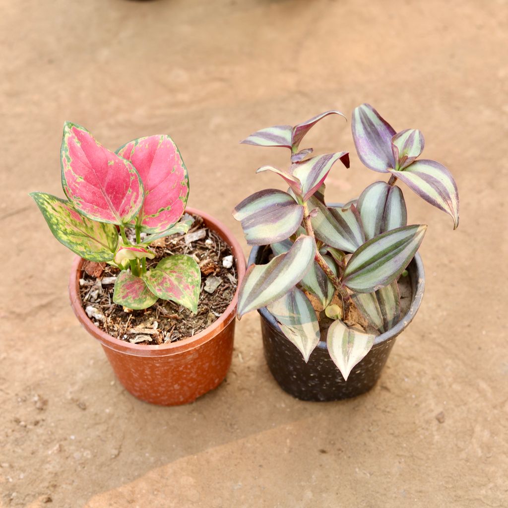 Set Of 2 - Aglaonema Red Ruby & Wandering Jew in 4 Inch Nursery Pot