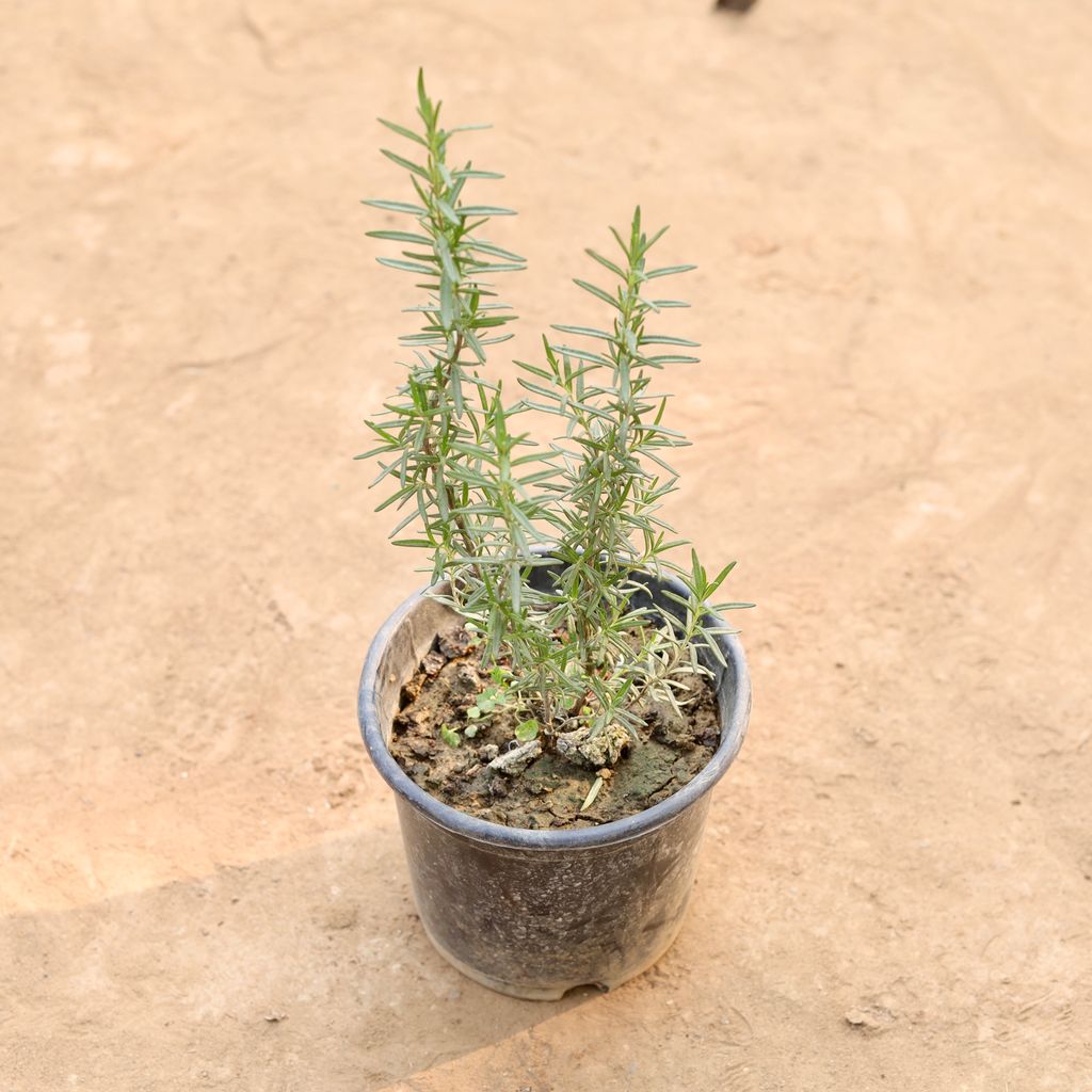 Rosemary in 6 Inch Nursery Pot