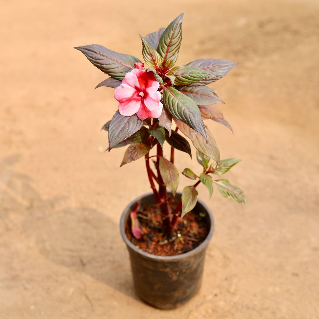 Impatients Balsamina Red in 6 Inch Nursery Pot