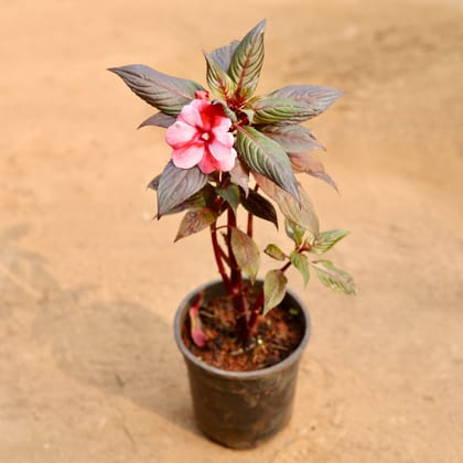 Buy Impatients Balsamina Red in 6 Inch Nursery Pot Online | Urvann.com