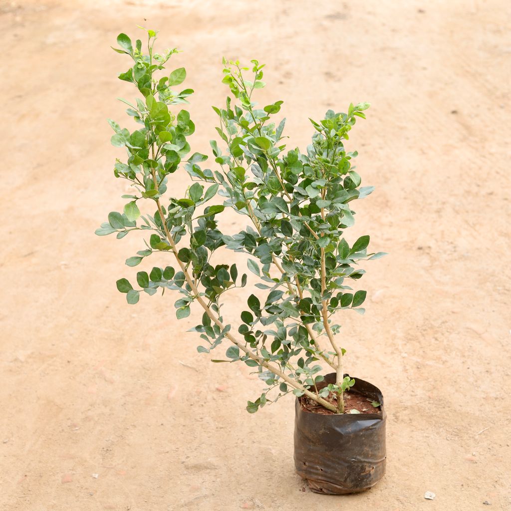 Madhu Kamini Double (White Flower) in 8 Inch Nursery Bag