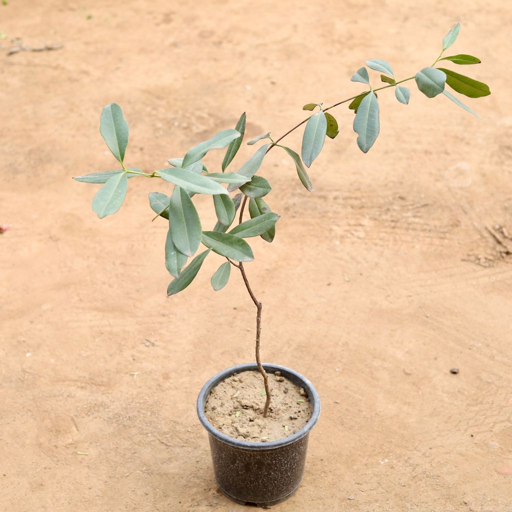 All Spice Plant in 6 Inch Nursery Pot