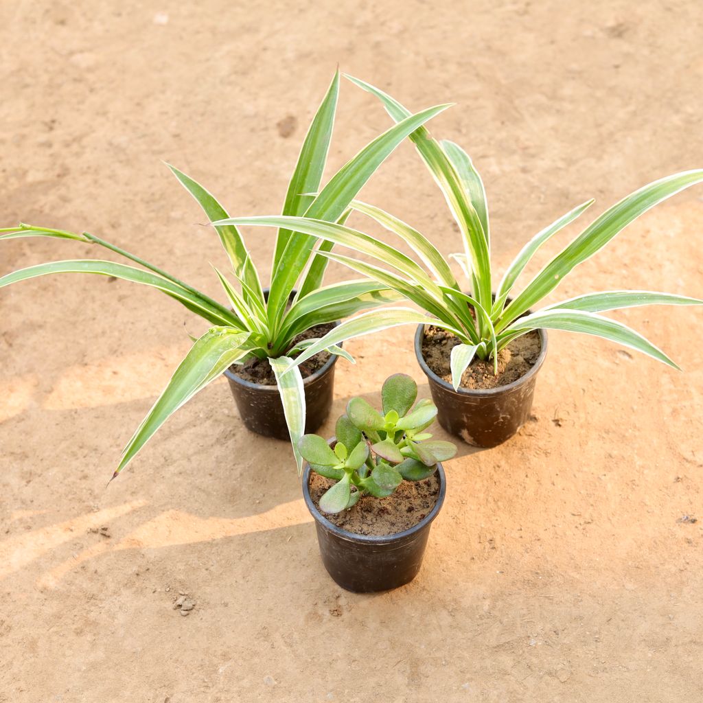 Set Of 3 - Two Spider Plant & Crassula in 4 Inch Nursery Pot