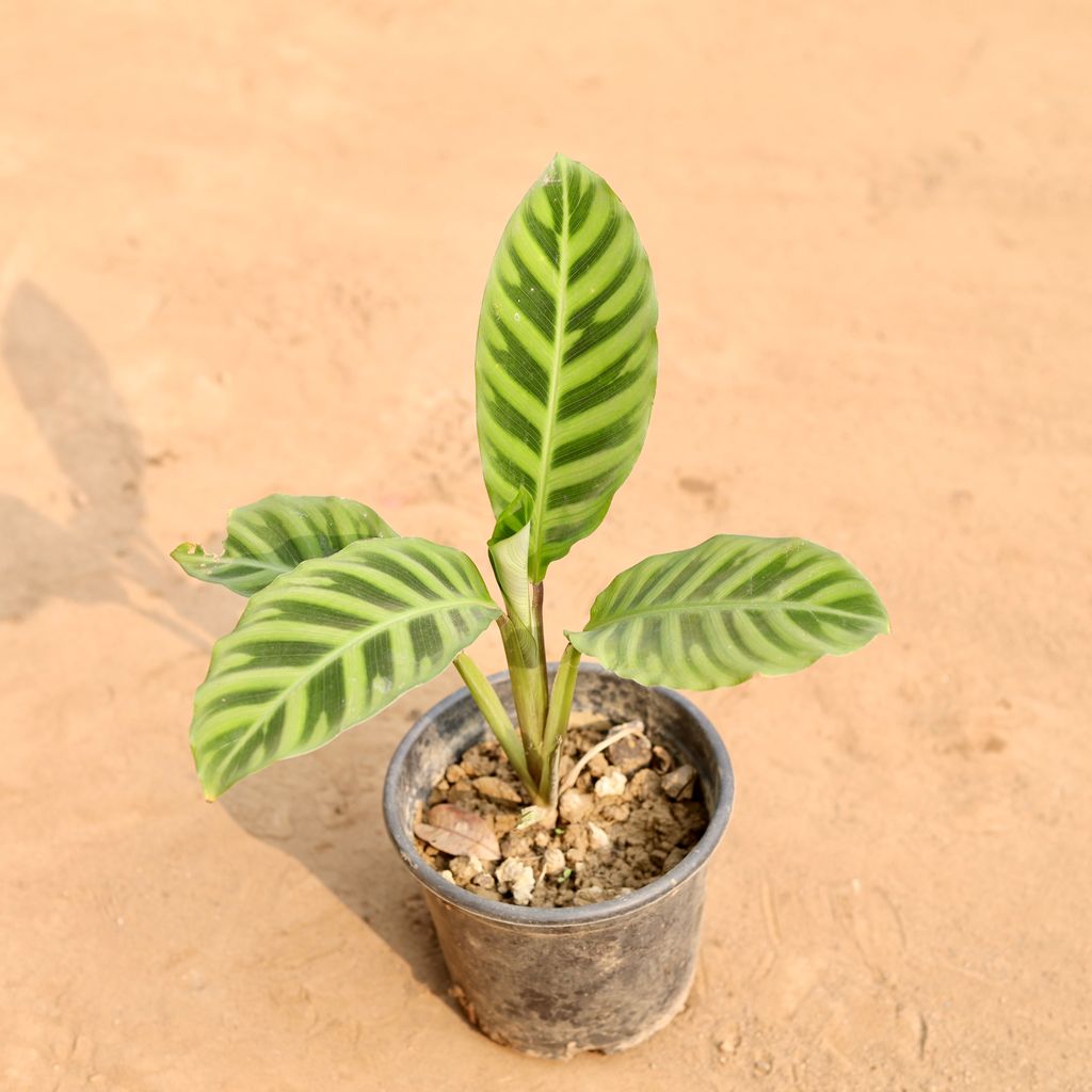 Calathea Maranta in 6 Inch Nursery Pot