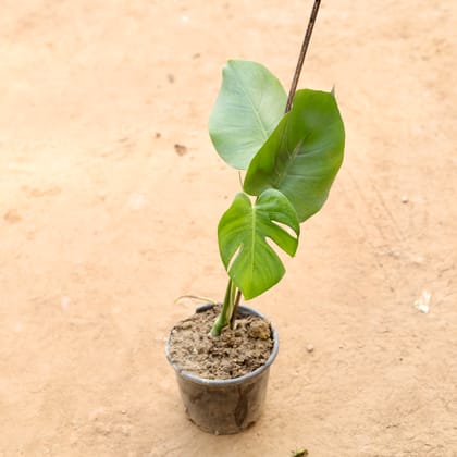 Buy Monstera Deliciosa in 6 Inch Nursery Pot Online | Urvann.com