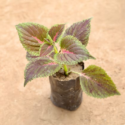 Buy Coleus Red in 4 Inch Nursery Bag Online | Urvann.com