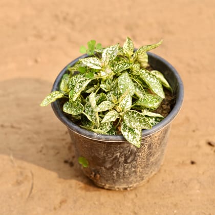 Buy Hypoestes / Polka Dot (Any Colour) in 6 Inch Nursery Pot Online | Urvann.com