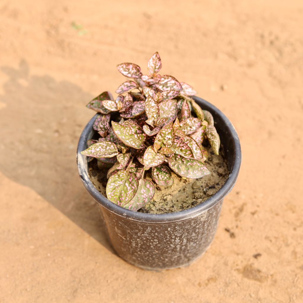 Hypoestes / Polka Dot Pink in 6 Inch Nursery Pot