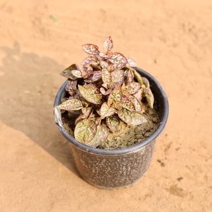 Buy Hypoestes / Polka Dot Pink in 6 Inch Nursery Pot Online | Urvann.com