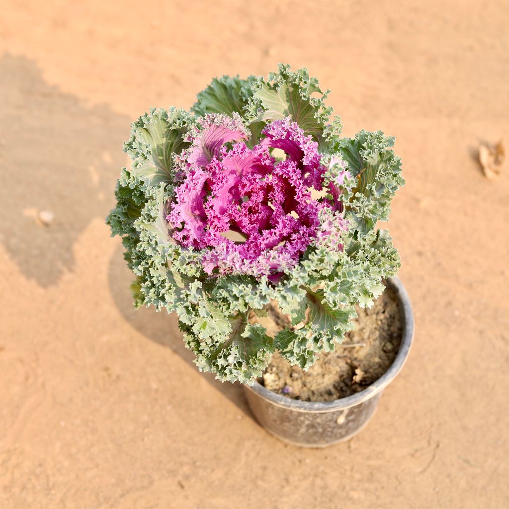 Kale (Any Colour) in 6 Inch Nursery Pot