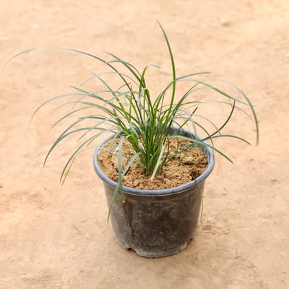 Buy Black Grass in 6 Inch Nursery Pot Online | Urvann.com