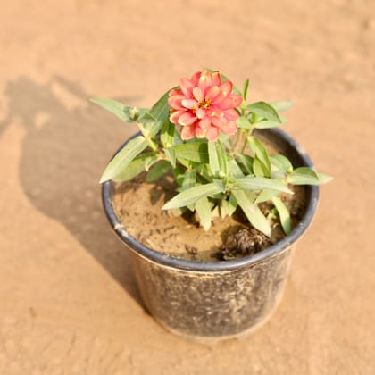 Buy Zinnia (Any Colour) in 6 Inch Nursery Pot Online | Urvann.com