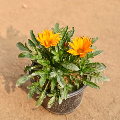 Buy Gazania (Any Colour) in 6 Inch Nursery Pot Online | Urvann.com