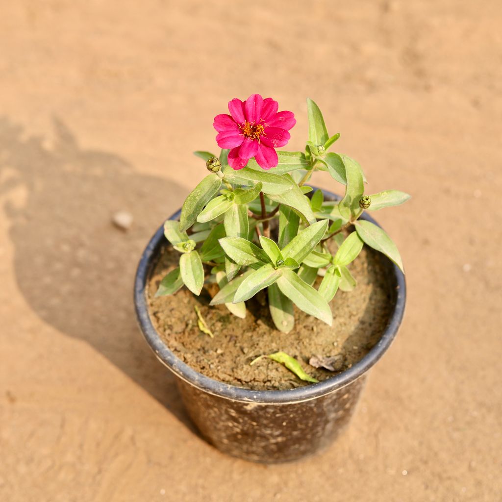 Zinnia (Any Colour) in 6 Inch Nursery Pot