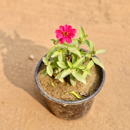 Buy Zinnia (Any Colour) in 6 Inch Nursery Pot Online | Urvann.com