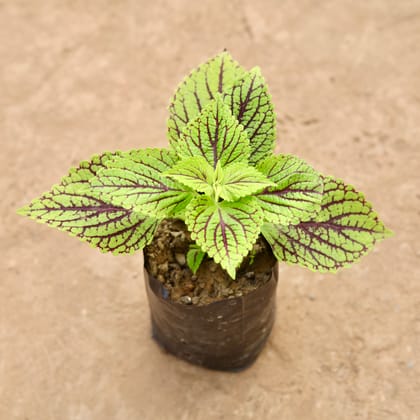 Buy Coleus Green in 4 Inch Nursery Bag Online | Urvann.com