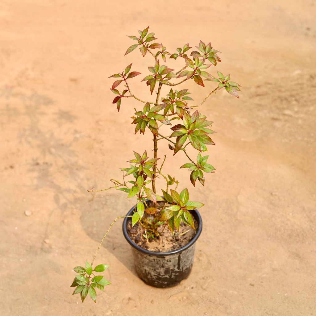 Hamelia / Firebush (Any Colour)  in 6 Inch Nursery Pot