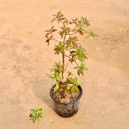 Buy Hamelia / Firebush (Any Colour)  in 6 Inch Nursery Pot Online | Urvann.com