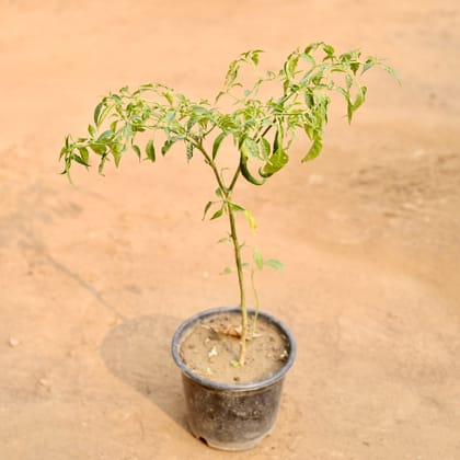 Buy Mirchi / Chilli Plant in 6 Inch Nursery Pot Online | Urvann.com