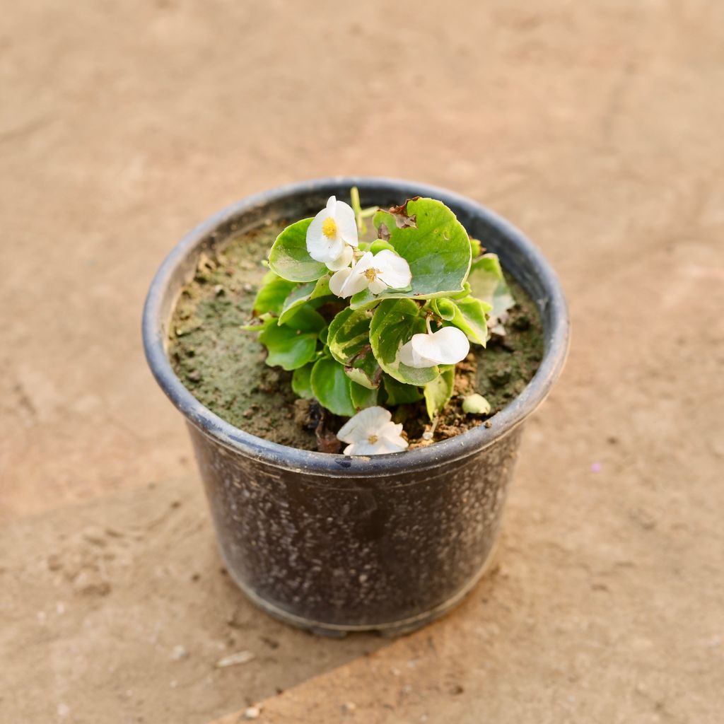 Begonia White in 6 Inch Nursery Pot