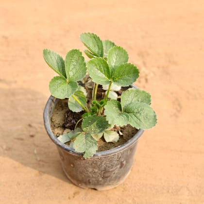 Buy Strawberry Plant in 6 Inch Nursery Pot Online | Urvann.com