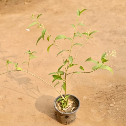 Buy Raat Ki Rani in 6 Inch Nursery Pot Online | Urvann.com