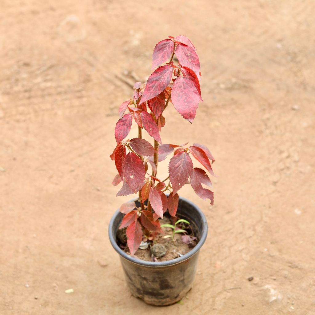 Acalypha Red in 6 Inch Nursery Pot