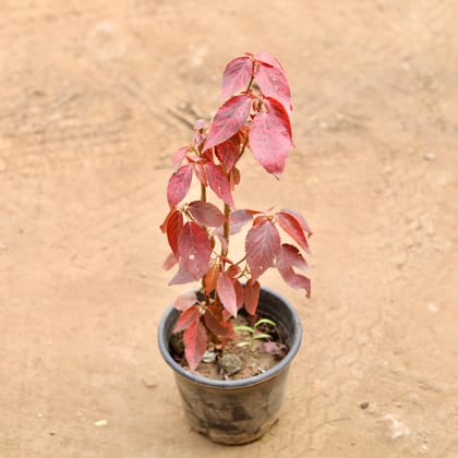 Buy Acalypha Red in 6 Inch Nursery Pot Online | Urvann.com