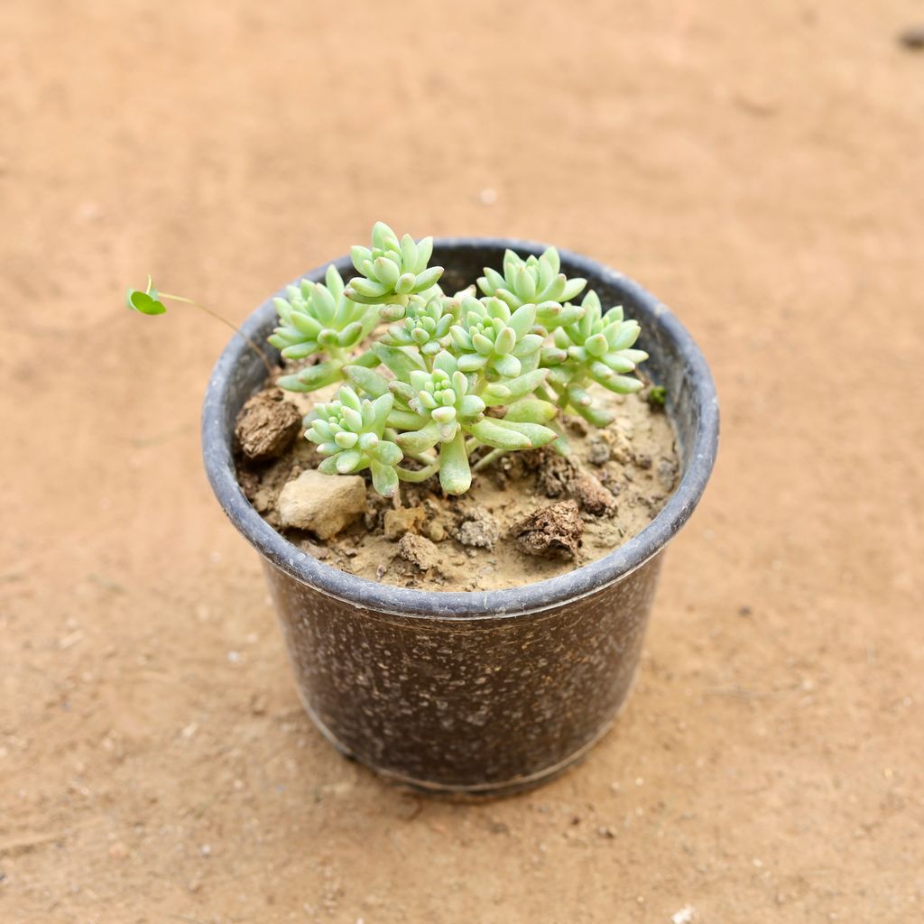 Jelly Bean Succulent in 6 Inch Nursery Pot