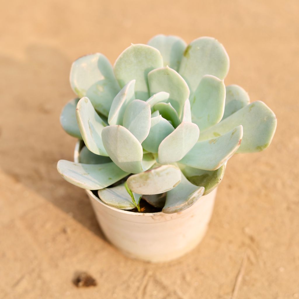 Echeveria Runyonii Succulent in 3 Inch White Nursery Pot