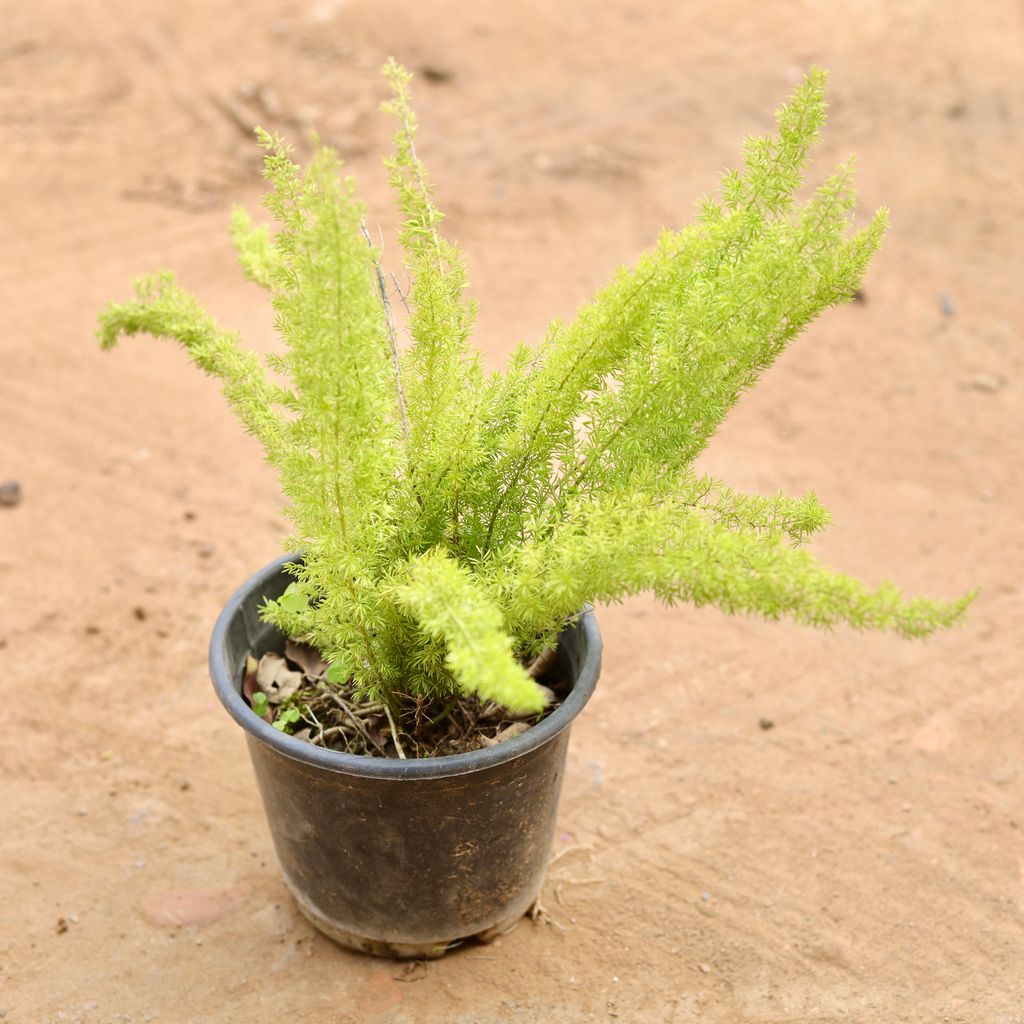 Asparagus Mary in 6 Inch Nursery Pot