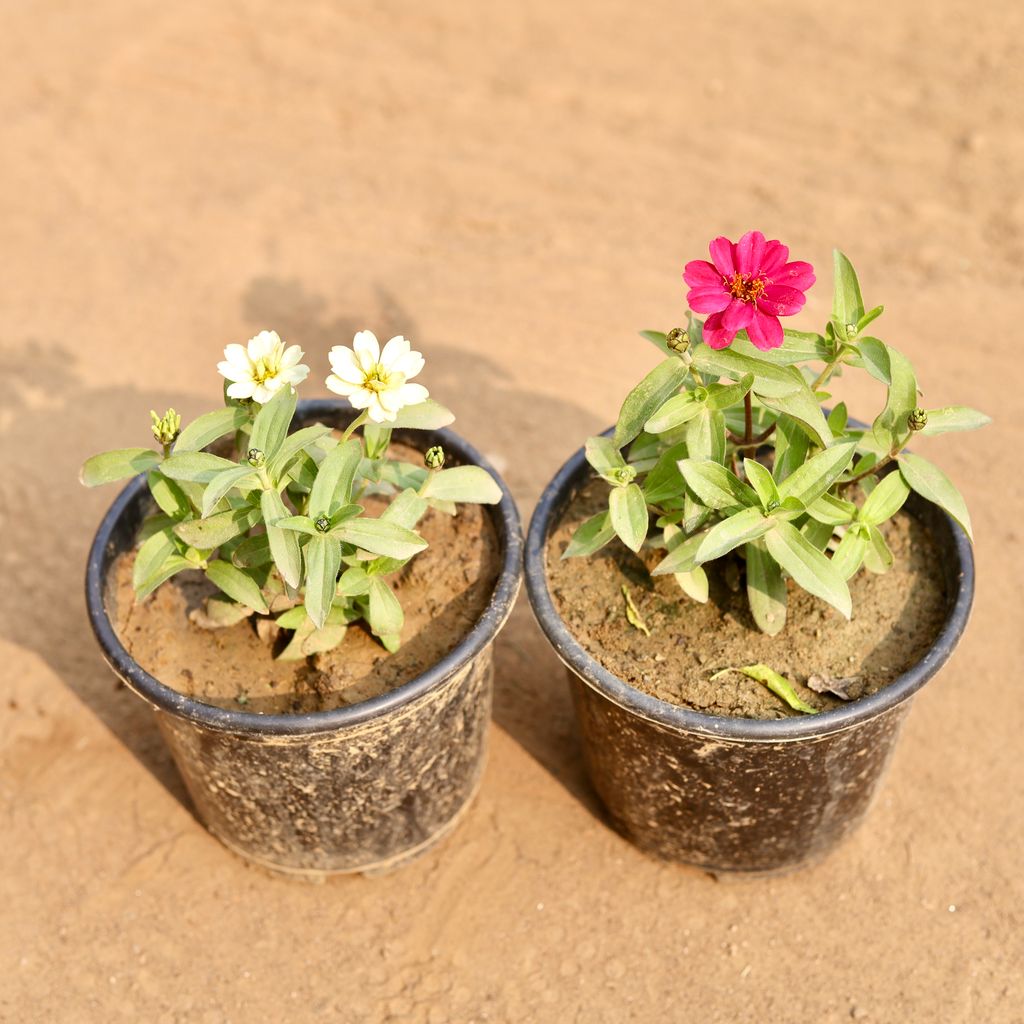 Set Of 2 - Zinnia (White & Pink) in 6 Inch Nursery Pot