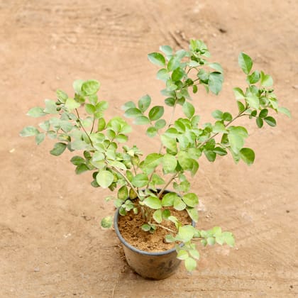 Buy Madhu Kamini in 6 Inch Nursery Pot Online | Urvann.com