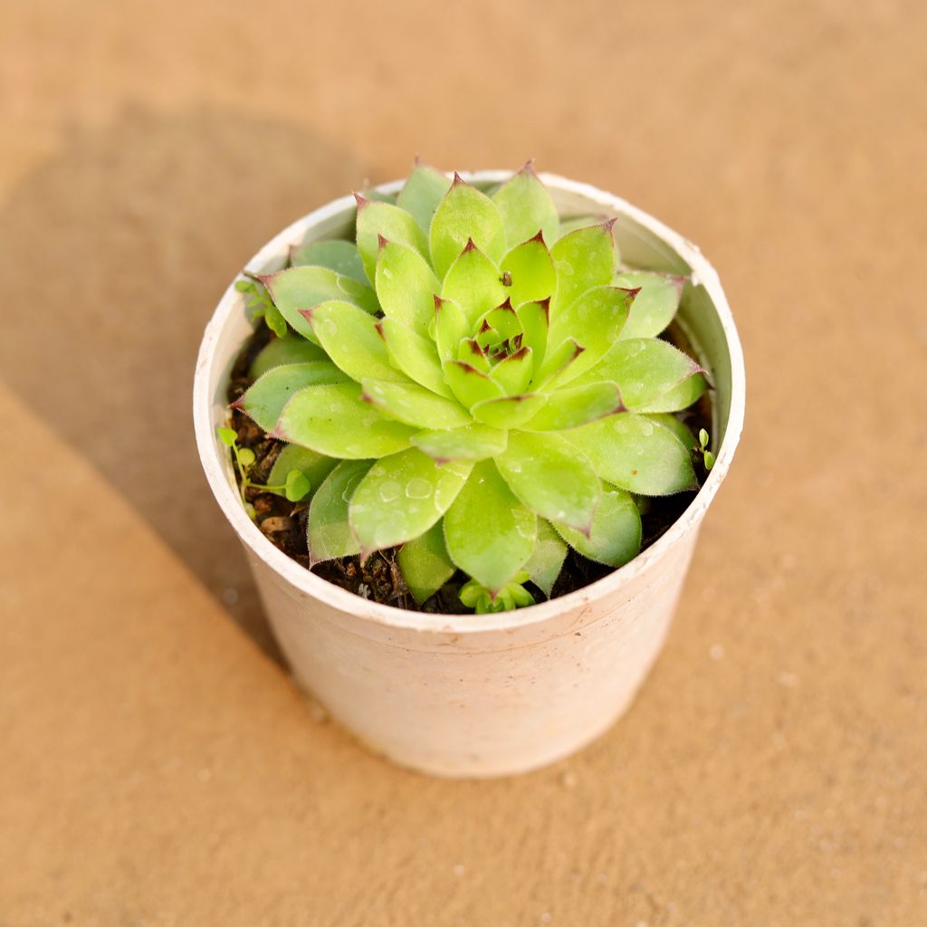 Lakshmi Kamal Succulent in 3 Inch Nursery Pot