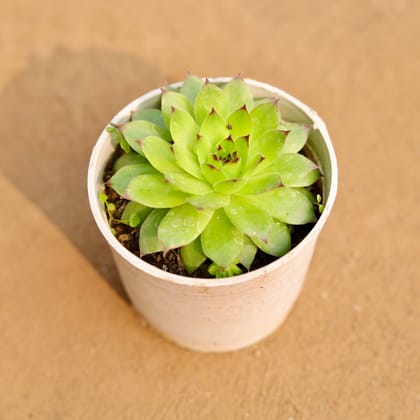 Buy Lakshmi Kamal Succulent in 3 Inch Nursery Pot Online | Urvann.com