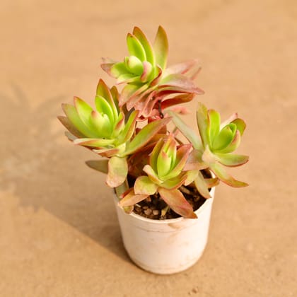 Buy Crasulla Campfire Succulent in 3 Inch White Nursery Pot Online | Urvann.com