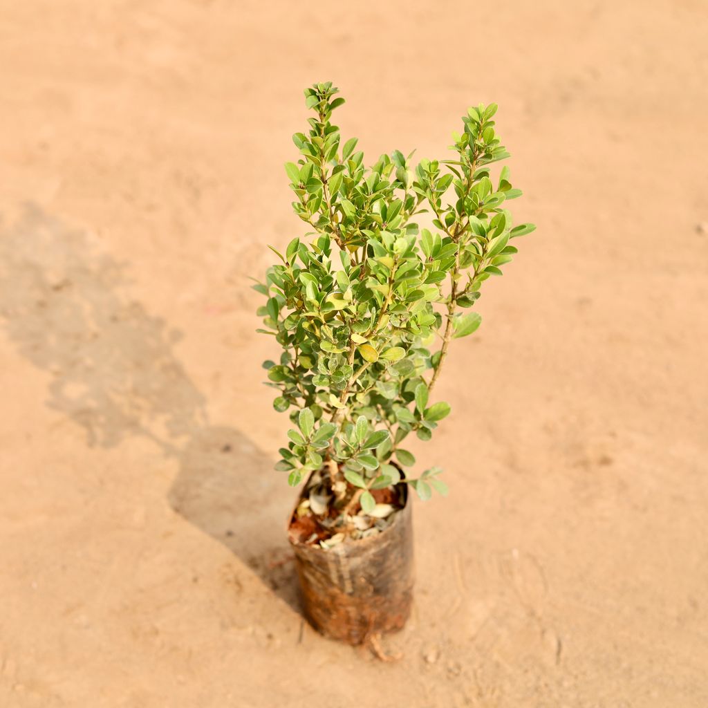 Buxus / Boxwood in 4 Inch Nursery Bag