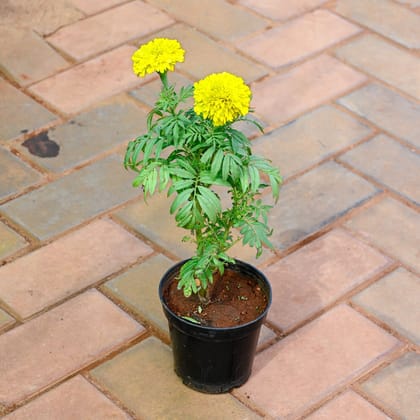 Lohri Special - Marigold / Genda (any colour) in 5 Inch Nursery Pot - Free Gift