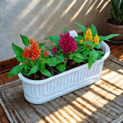 Three Celosia / Cockscomb (Any Colour) planted in 7 Inch White Double Hook Hanging Plastic Planter