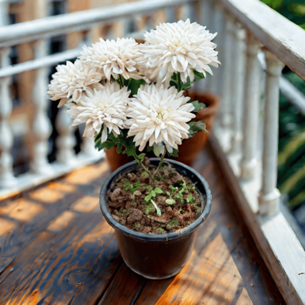 Chrysanthemum / Guldaudi / Guldawari (Any Colour) in 8 Inch Nursery Pot