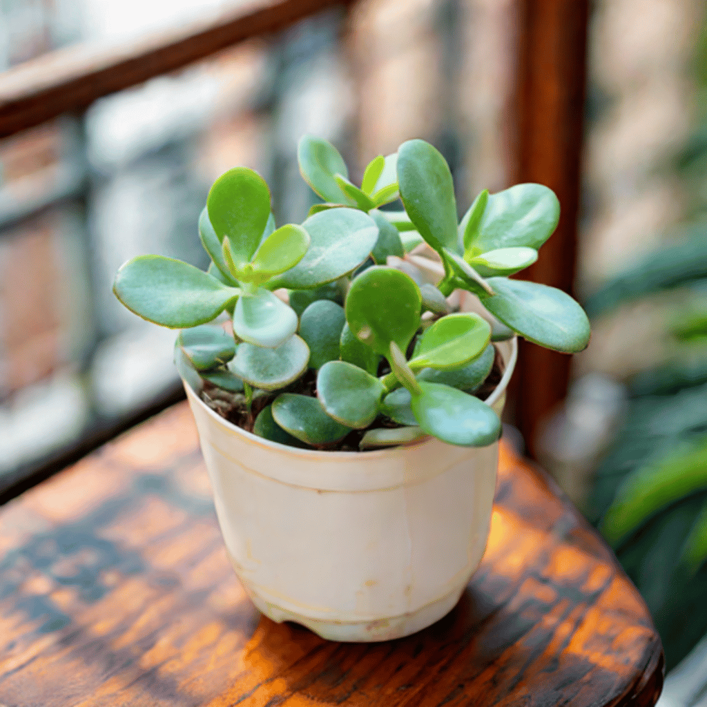 Crassula Mini Succulent in 3 Inch Nursery Pot