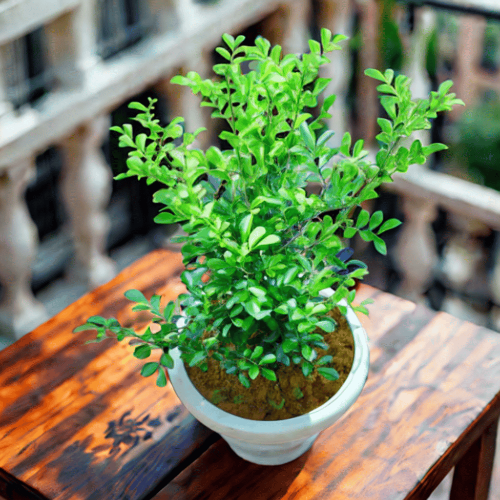 Madhu Kamini / Murraya in 8 Inch White Classy Plastic Pot