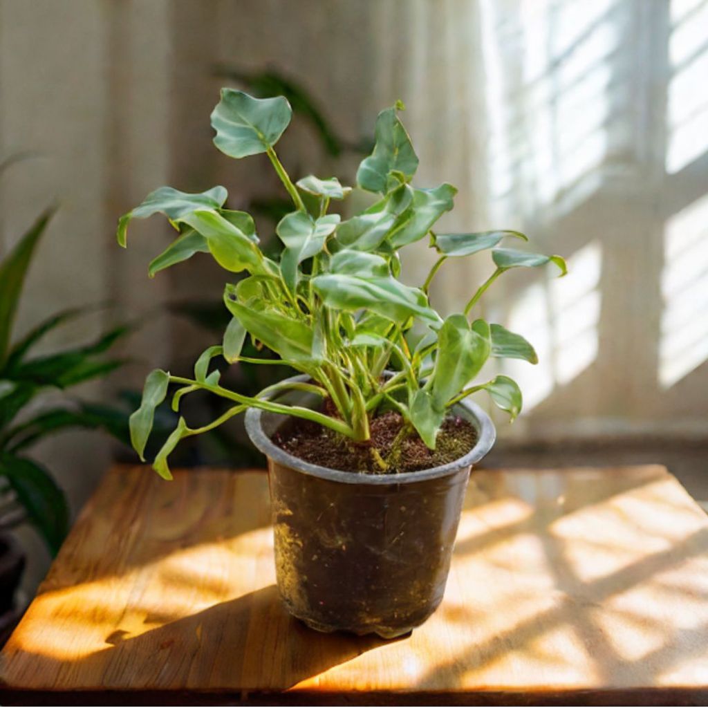 Xanadu Green in 4 inch Nursery pot